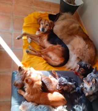 Illustration de l'article : Violenté par son ancien maître pendant de longues années, un chien arrive au refuge à l’âge de 14 ans