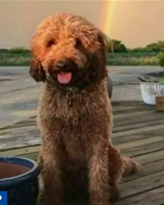 Illustration de l'article : La police intercepte un chien marchant avec un individu suspect et découvre que sa famille vit à plus de 1000 kilomètres