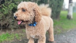 Illustration de l'article : Perdu lors d'une promenade, un chien saute dans un taxi et se retrouve à 160 kilomètres de chez lui