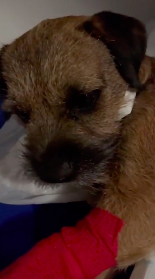 Illustration de l'article : Un chien se bat pour sa survie après avoir été heurté par un véhicule, alors qu'il courait après sa balle