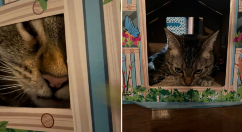 https://www.woopets.fr/assets/ckeditor/2023/feb/actualities/21573/xl/326794029_531187045551576_5944342728789431589_n.jpg