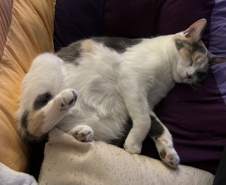 https://www.woopets.fr/assets/ckeditor/2023/feb/actualities/21573/xl/FmxRJcsWABEA94R.jpg