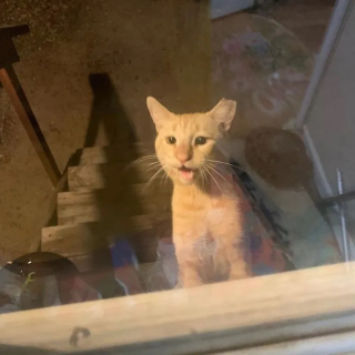 Illustration de l'article : Ce chat rêve d’être un matou d’intérieur, et se donne tous les moyens pour y arriver
