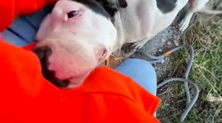 Illustration de l'article : Le coup de foudre entre une chienne terrifiée et une femme aimante a fait fondre des millions d’internautes (vidéo)