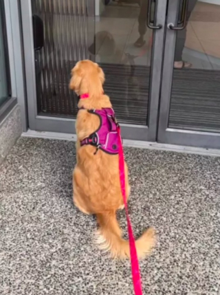 Illustration de l'article : Une Golden Retriever peine à cacher son excitation lors de ses rendez-vous chez le vétérinaire (vidéo)