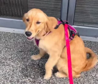 Illustration de l'article : Une Golden Retriever peine à cacher son excitation lors de ses rendez-vous chez le vétérinaire (vidéo)