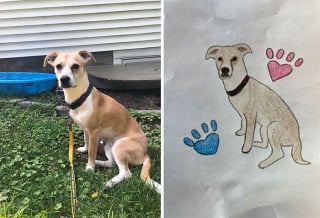 Illustration de l'article : 20 portraits d'animaux de compagnie dessinés par des bénévoles pour la bonne cause