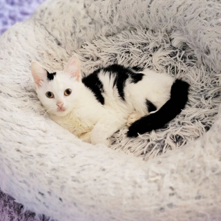 Illustration de l'article : Cette jeune chatte sourde et à la tête penchée dit adieu à l'errance grâce à des gens fabuleux
