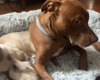 Illustration de l'article : L'hilarante réaction d'un Pitbull forcé de partager son panier avec les chats de la famille (vidéo)