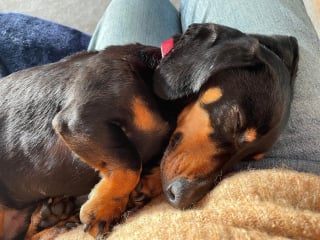 Illustration de l'article : Des dizaines de Teckels se donnent rendez-vous dans un refuge pour aider un chien blessé et abandonné 
