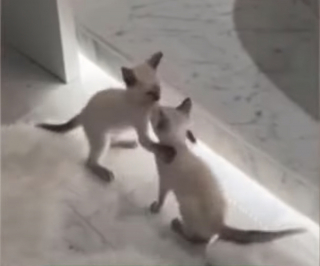 Illustration de l'article : Star du football américain, Tom Brady tombe sous le charme de 2 chatons en faisant du bénévolat dans un refuge (vidéo)