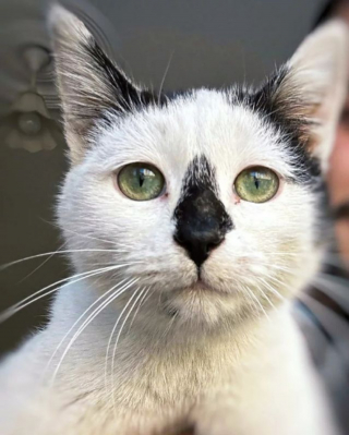 Illustration de l'article : Un chat rescapé des séismes en Turquie décide de ne plus quitter le pompier qui l'a sorti des décombres