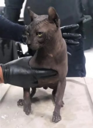 Illustration de l'article : Un chat découvert dans une cellule de prison et tatoué par un gang échappe à l'enfer carcéral