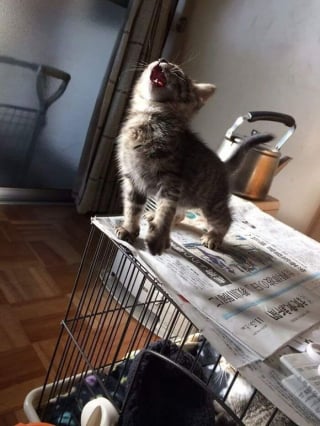 Illustration de l'article : 20 photos de chats prises au meilleur moment possible pour vous faire sourire