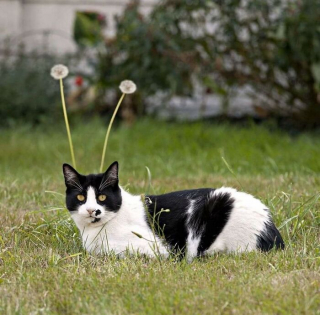 Illustration de l'article : 20 photos de chats prises au meilleur moment possible pour vous faire sourire