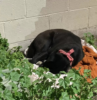 Illustration de l'article : Déchirée par l’abandon qu’elle vient de subir, une chienne ne quitte plus le trottoir où elle a été délaissée