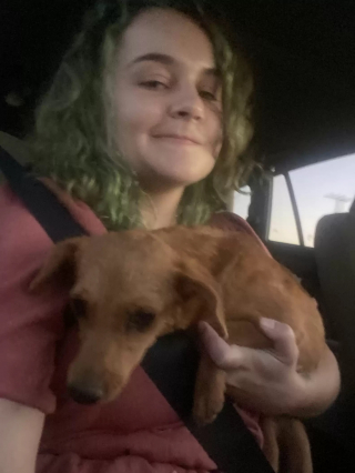 Illustration de l'article : Un couple en vacances modifie ses projets après avoir rencontré une chienne errante sur le bord de la route (vidéo)