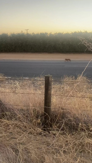 Illustration de l'article : Un couple en vacances modifie ses projets après avoir rencontré une chienne errante sur le bord de la route (vidéo)