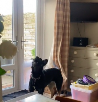 Illustration de l'article : Une chienne réactive suscite l’inquiétude de sa maîtresse, prête à tout pour apaiser ses tourments (vidéo)