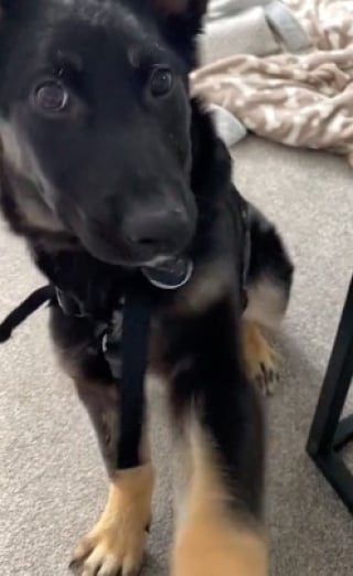 Illustration de l'article : Une chienne réactive suscite l’inquiétude de sa maîtresse, prête à tout pour apaiser ses tourments (vidéo)
