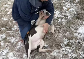 Illustration de l'article : Une femme découvre un chien abandonné près d’une autoroute très fréquentée, et s’engage dans une mission périlleuse pour lui venir en aide (vidéo)