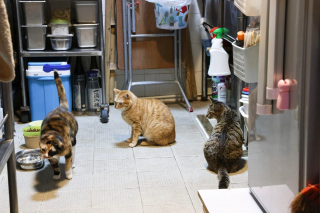 Illustration de l'article : "C'est mon rêve d'enfant" : une restauratrice consacre tout son temps libre et son argent au sauvetage de chats errants