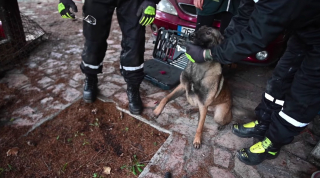 Illustration de l'article : Un Berger Belge Malinois pris au piège entre 2 murs nécessite l’intervention des pompiers