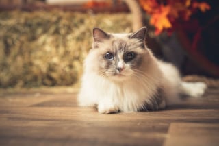 Illustration de l'article : 20 portraits sublimes de chats et de chiens réalisés par un photographe amoureux des animaux