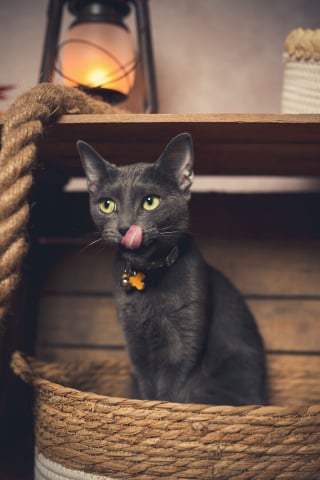 Illustration de l'article : 20 portraits sublimes de chats et de chiens réalisés par un photographe amoureux des animaux