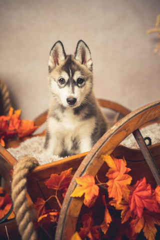 Illustration de l'article : 20 portraits sublimes de chats et de chiens réalisés par un photographe amoureux des animaux