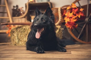 Illustration de l'article : 20 portraits sublimes de chats et de chiens réalisés par un photographe amoureux des animaux