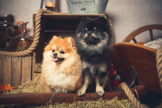 Illustration de l'article : 20 portraits sublimes de chats et de chiens réalisés par un photographe amoureux des animaux