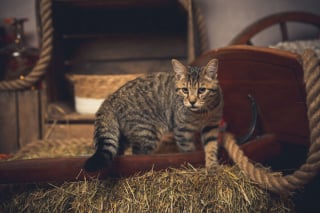 Illustration de l'article : 20 portraits sublimes de chats et de chiens réalisés par un photographe amoureux des animaux