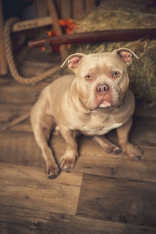 Illustration de l'article : 20 portraits sublimes de chats et de chiens réalisés par un photographe amoureux des animaux