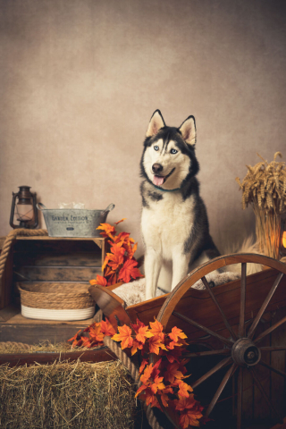 Illustration de l'article : 20 portraits sublimes de chats et de chiens réalisés par un photographe amoureux des animaux