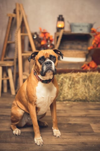 Illustration de l'article : 20 portraits sublimes de chats et de chiens réalisés par un photographe amoureux des animaux