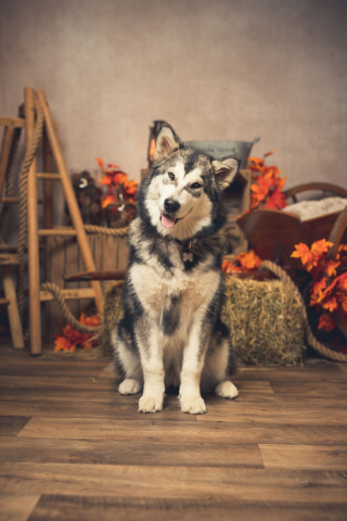 Illustration de l'article : 20 portraits sublimes de chats et de chiens réalisés par un photographe amoureux des animaux