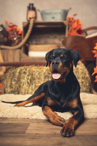 Illustration de l'article : 20 portraits sublimes de chats et de chiens réalisés par un photographe amoureux des animaux