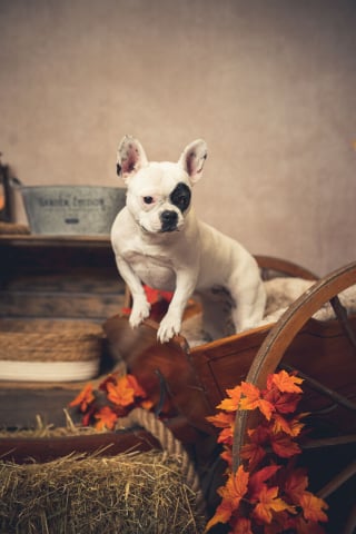 Illustration de l'article : 20 portraits sublimes de chats et de chiens réalisés par un photographe amoureux des animaux