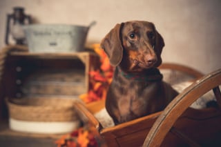 Illustration de l'article : 20 portraits sublimes de chats et de chiens réalisés par un photographe amoureux des animaux