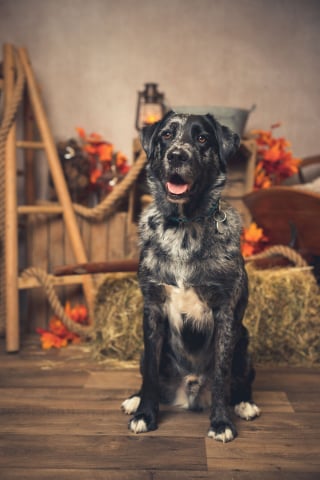 Illustration de l'article : 20 portraits sublimes de chats et de chiens réalisés par un photographe amoureux des animaux