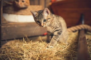 Illustration de l'article : 20 portraits sublimes de chats et de chiens réalisés par un photographe amoureux des animaux