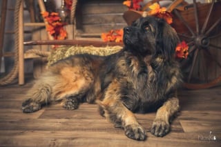 Illustration de l'article : 20 portraits sublimes de chats et de chiens réalisés par un photographe amoureux des animaux