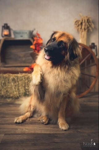 Illustration de l'article : 20 portraits sublimes de chats et de chiens réalisés par un photographe amoureux des animaux