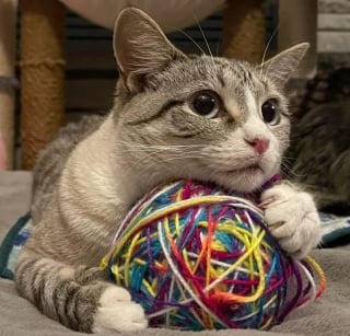 Illustration de l'article : 12 chats qui ont décidé de laisser leur côté comique s'exprimer librement