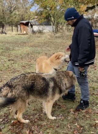 Illustration de l'article : Un chien est découvert en haut d’une montagne, où il a été abandonné (vidéo)