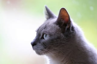 Illustration de l'article : Au Japon, une entreprise qui propose un concept de « chats à louer » suscite la colère