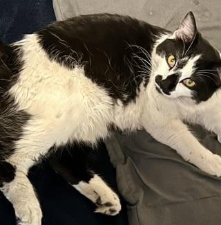 Illustration de l'article : Un chat se retrouve pris au piège en haut d’un poteau électrique, les secours interviennent