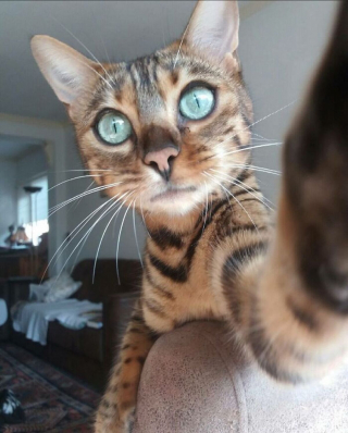 Illustration de l'article : 20 photos rendant honneur à la noblesse du chat Bengal