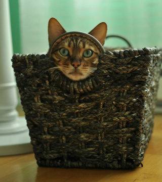 Illustration de l'article : 20 photos rendant honneur à la noblesse du chat Bengal
